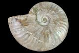Silver Iridescent Ammonite (Cleoniceras) Fossil - Madagascar #159379-1